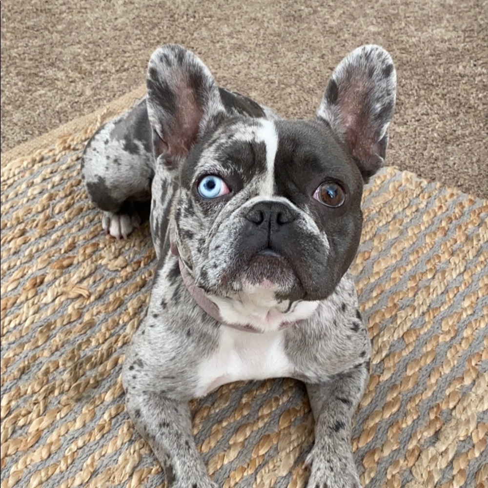 Meet your Posher, Gilbert